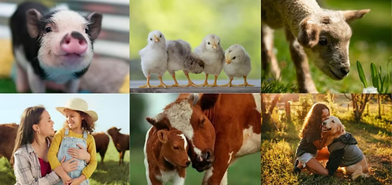 cruelty.farm
