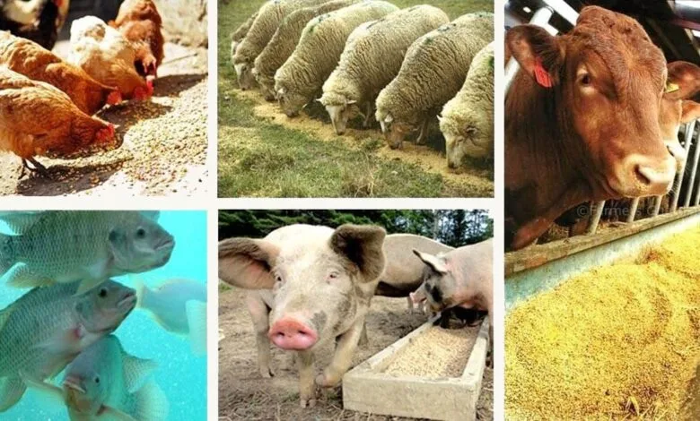 مزارع صنعتی؛ فاجعهای پنهان برای زمین، جانوران و انسانها مزارع صنعتی؛ فاجعهای پنهان برای زمین، جانوران و انسانها