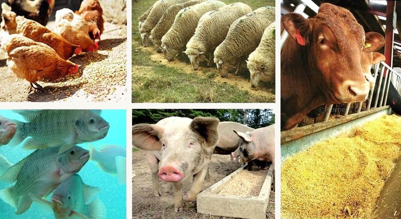 cruelty.farm