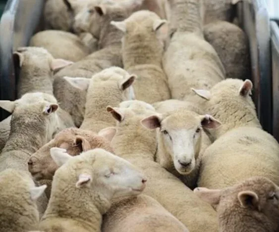 مزارع صنعتی؛ فاجعهای پنهان برای حیوانات، انسانها و زمین مزارع صنعتی؛ فاجعهای پنهان برای حیوانات، انسانها و زمین