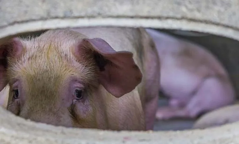 🌍 A Global Crisis on Our Plates: Why Ending Factory Farming Is Imperative for Animals, People, and the Planet 🌍 A Global Crisis on Our Plates: Why Ending Factory Farming Is Imperative for Animals, People, and the Planet