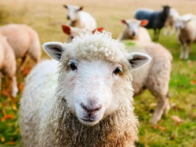 مصرف گوشت و پیامدهای آن برای محیط‌زیست و سلامت