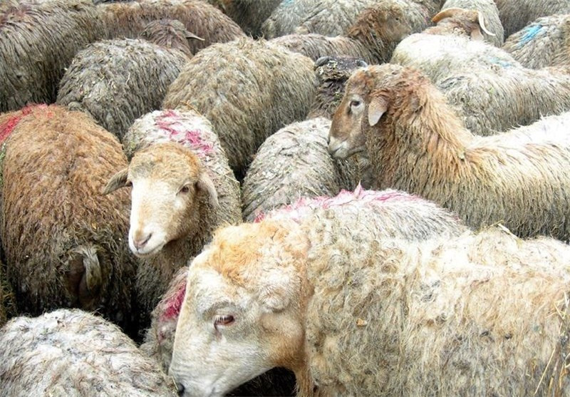 ظلم پنهان به گوسفندان در پرورش صنعتی