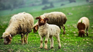 باشگاه خبرنگاران تهران ورزشی